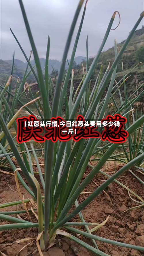 【红葱头行情,今日红葱头费用多少钱一斤】-第2张图片