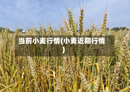 当前小麦行情(小麦近期行情)-第1张图片