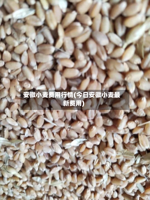 安徽小麦费用行情(今日安徽小麦最新费用)-第2张图片