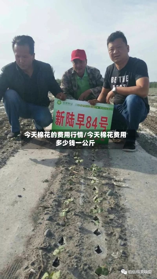 今天棉花的费用行情/今天棉花费用多少钱一公斤-第3张图片
