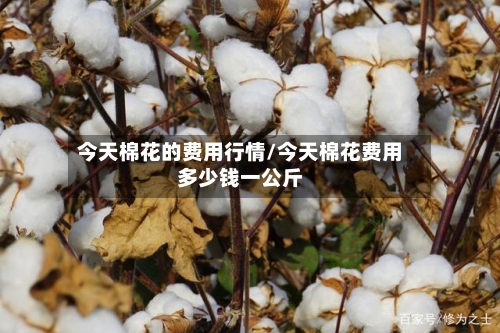 今天棉花的费用行情/今天棉花费用多少钱一公斤-第2张图片