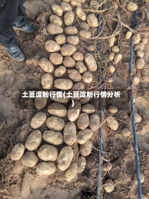 土豆淀粉行情(土豆淀粉行情分析)-第2张图片