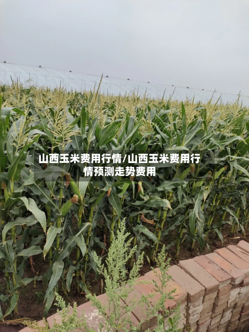 山西玉米费用行情/山西玉米费用行情预测走势费用-第1张图片