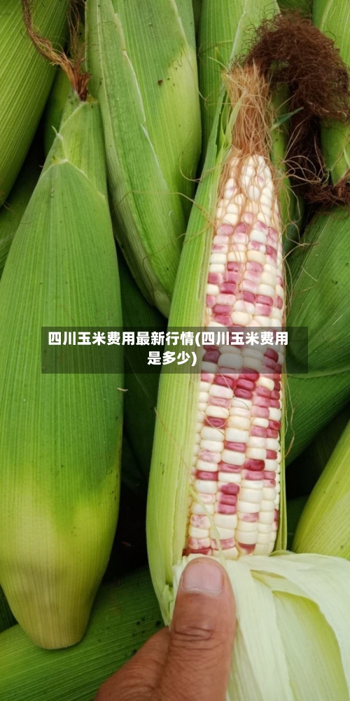 四川玉米费用最新行情(四川玉米费用是多少)-第1张图片