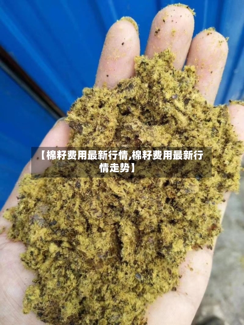 【棉籽费用最新行情,棉籽费用最新行情走势】-第2张图片